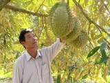 Làm chủ kỹ thuật trồng sầu riêng chín sớm, nhiều chủ vườn “ăn trước phần thiên hạ”