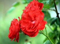 Kỹ thuật trồng hoa hồng | Phân bón Điền Gia | Phân bón hoa hồng